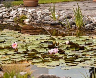 Vom Tümpeltraum zum Naturparadies: So entsteht Ihr Biotopgarten mit Wasserpflanzen