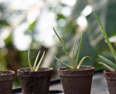 Aprikosen-Glück auf dem Balkon: Ernte aus dem Topf leicht gemacht