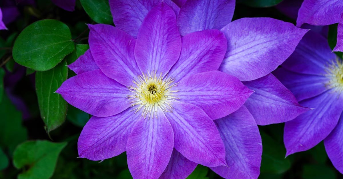 Nach der Blüte ist vor der Pracht: Großblütige Clematis souverän schneiden für ein Blütenfeuerwerk