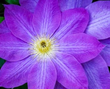 Nach der Blüte ist vor der Pracht: Großblütige Clematis souverän schneiden für ein Blütenfeuerwerk
