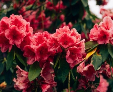 Nach der Blütenpracht: So bringst du deine Rhododendren mit dem richtigen Rückschnitt wieder zum Strahlen
