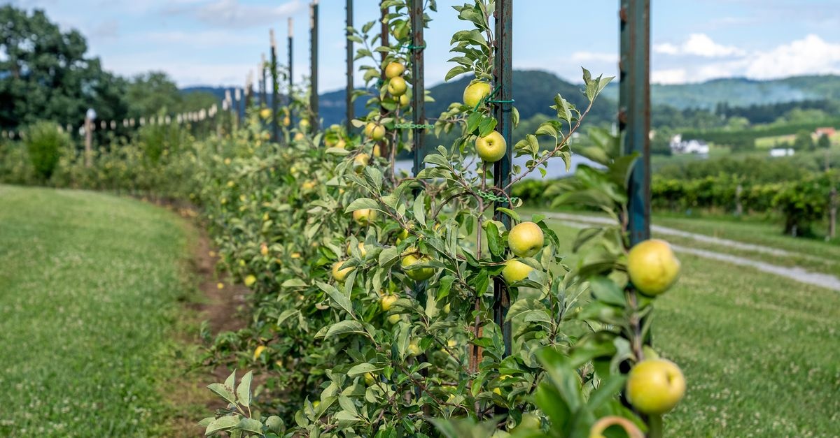 Weniger Gießen, mehr Ernten: Kreative Tropfbewässerung für Obststräucher zum Nachbauen