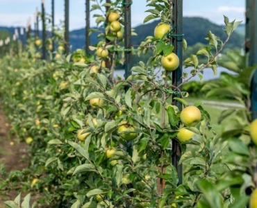 Weniger Gießen, mehr Ernten: Kreative Tropfbewässerung für Obststräucher zum Nachbauen