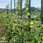 Weniger Gießen, mehr Ernten: Kreative Tropfbewässerung für Obststräucher zum Nachbauen