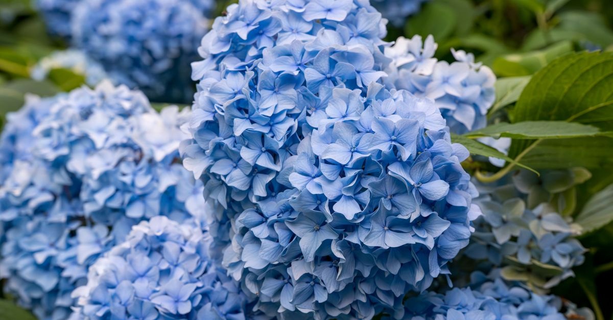 Hortensien in Himmelblau: So düngst du für strahlend blaue Blüten