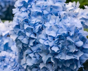 Hortensien in Himmelblau: So düngst du für strahlend blaue Blüten
